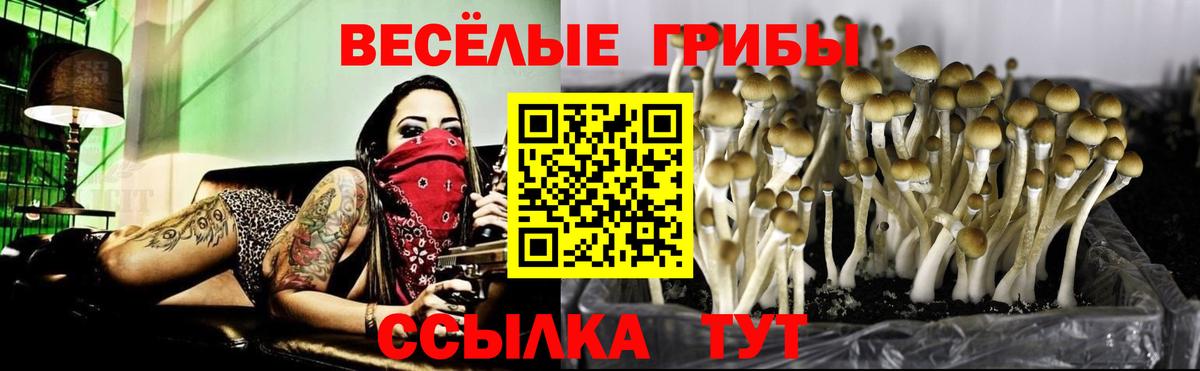 Снежинск  Галлюциногенные грибы Cubensis  Вход с VPN 